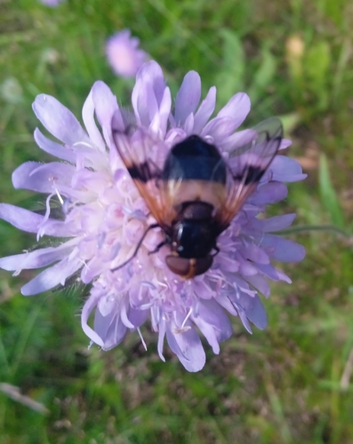 Pellucid Hover Fly