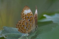 Taxila haquinus