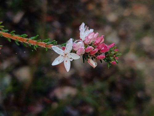 Calytrix alpestris, photograph 4
