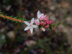 (c) grampianshiker, some rights reserved (CC BY) Calytrix alpestris, photograph (c) grampianshiker, some rights reserved (CC BY)