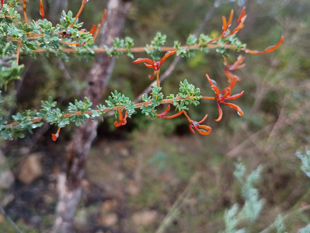 Acacia mitchellii; photograph (c) grampianshiker, some rights reserved (CC BY)