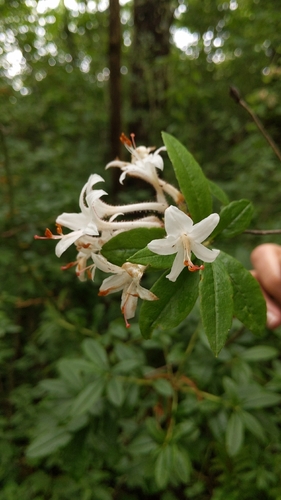 Rhododendron viscosum