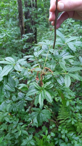 Rhododendron viscosum