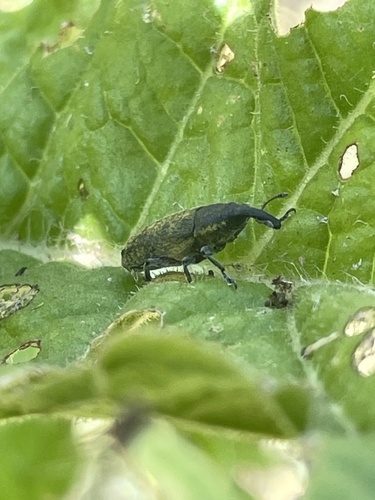 Lixus cardui