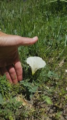 Calystegia subacaulis