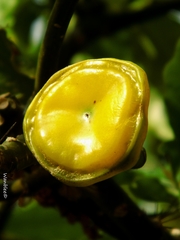Leuenbergeria bleo