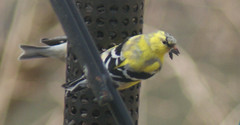 Spinus tristis