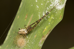 Tylorida