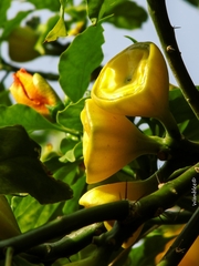 Leuenbergeria bleo