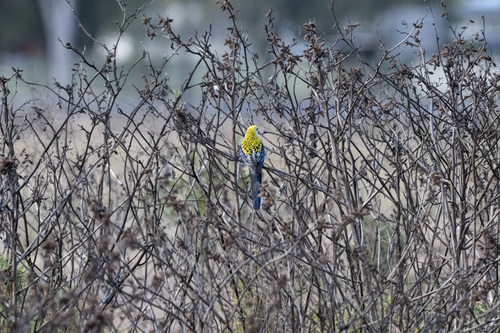 Pale-headed Rosella