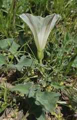 Calystegia subacaulis