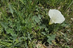 Calystegia subacaulis