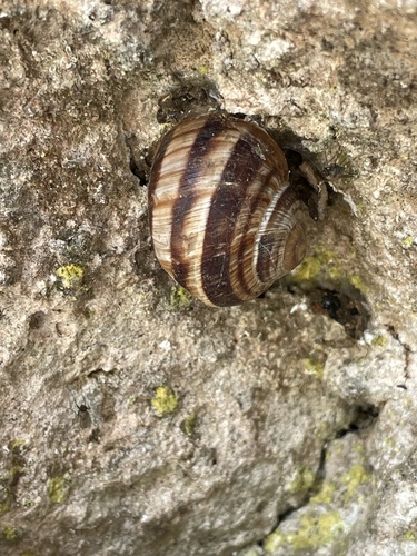 Turkish Snail