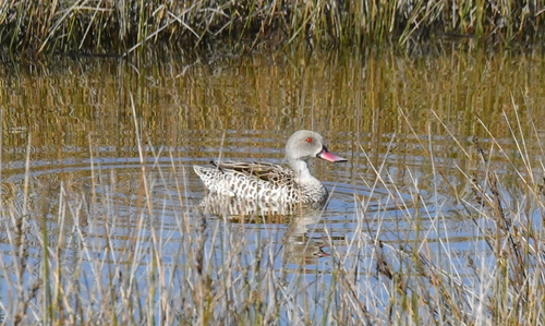 iNaturalist: (c) Ryan Tippett, some rights reserved (CC BY-NC), uploaded by Ryan Tippett iNaturalist image