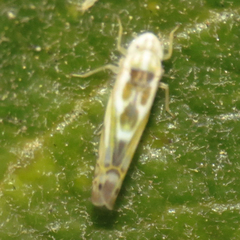 Alconeura unipuncta