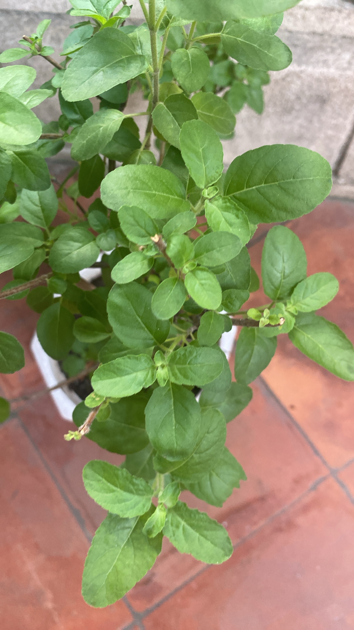 Ocimum tenuiflorum — ảnh 2