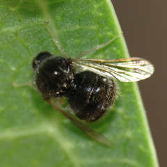 Acroceridae