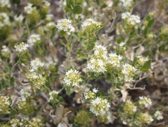Petalonyx parryi