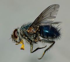 Pales marginata