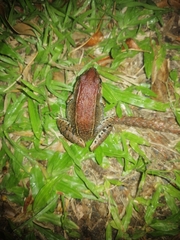 Leptodactylus poecilochilus