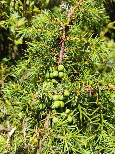 Juniperus formosana, photograph 2