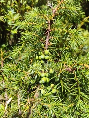 Juniperus formosana, photograph (c) Ben Costamagna, some rights reserved (CC BY)