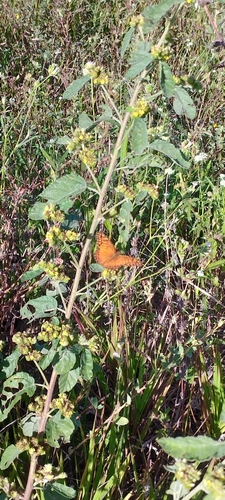 Mexican Fritillary