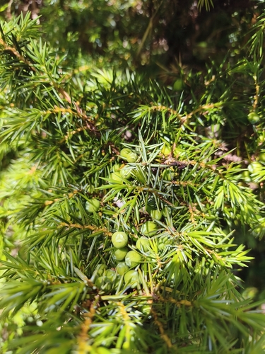 Juniperus formosana, photograph 3