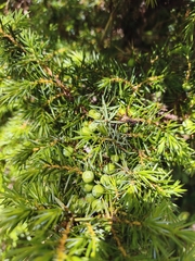 Juniperus formosana, photograph (c) Ben Costamagna, some rights reserved (CC BY)