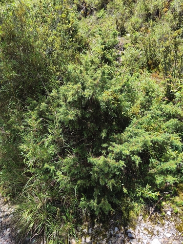 Juniperus formosana, photograph 4