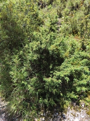 Juniperus formosana, photograph (c) Ben Costamagna, some rights reserved (CC BY)
