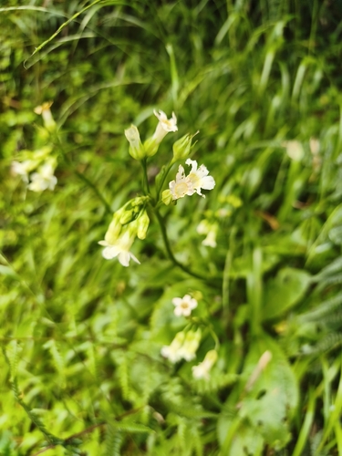 Primula miyabeana, photograph 1
