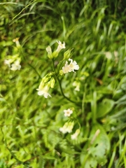 Primula miyabeana