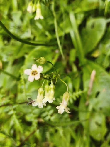 Primula miyabeana, photograph 2
