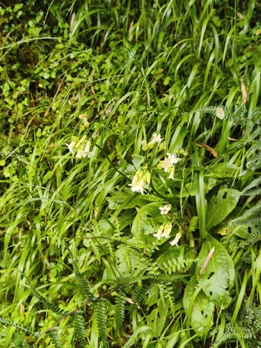 Primula miyabeana, photograph 3