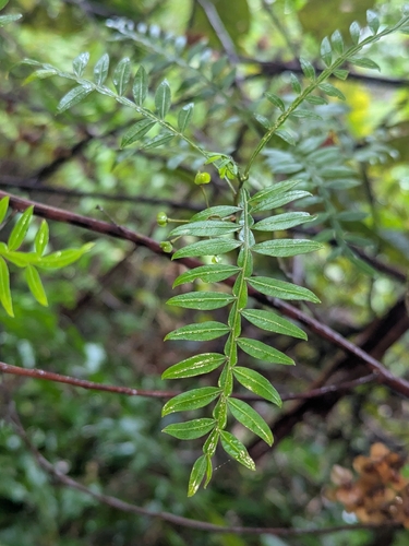 Dodonaea megazyga