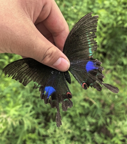Papilio paris chinensis