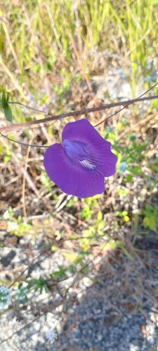 Centrosema brasilianum