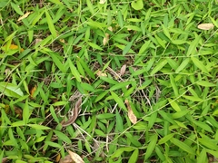 Oplismenus compositus