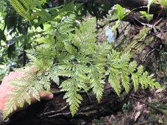 Davallia fejeensis