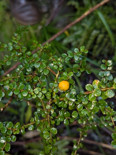 orange thorn