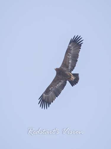 Steppe Eagle