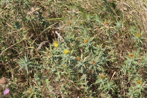 woolly distaff thistle