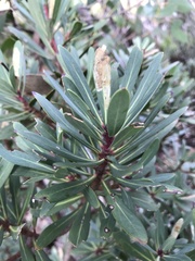 Tasmannia xerophila