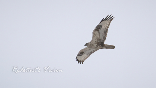 Upland Buzzard