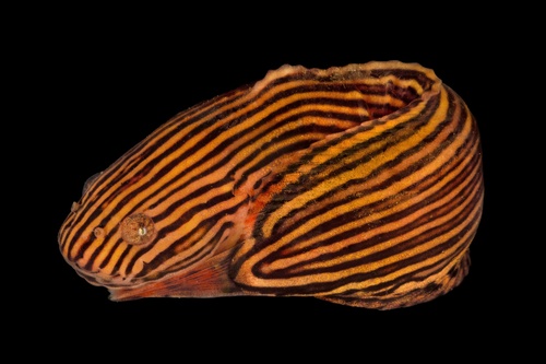 Slimy snailfish (Liparis mucosus) — Liparidae — 2