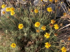 Thymophylla pentachaeta