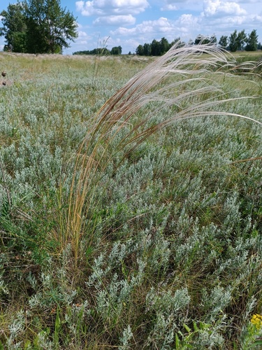 Stipa pulcherrima, 2026-06-13