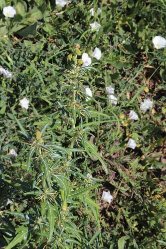 spiny cocklebur