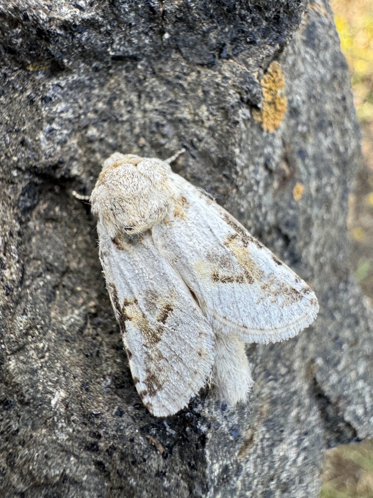 Cossulus argentatus